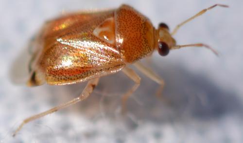 Réf. 307 541 : Deraeocoris lutescens
